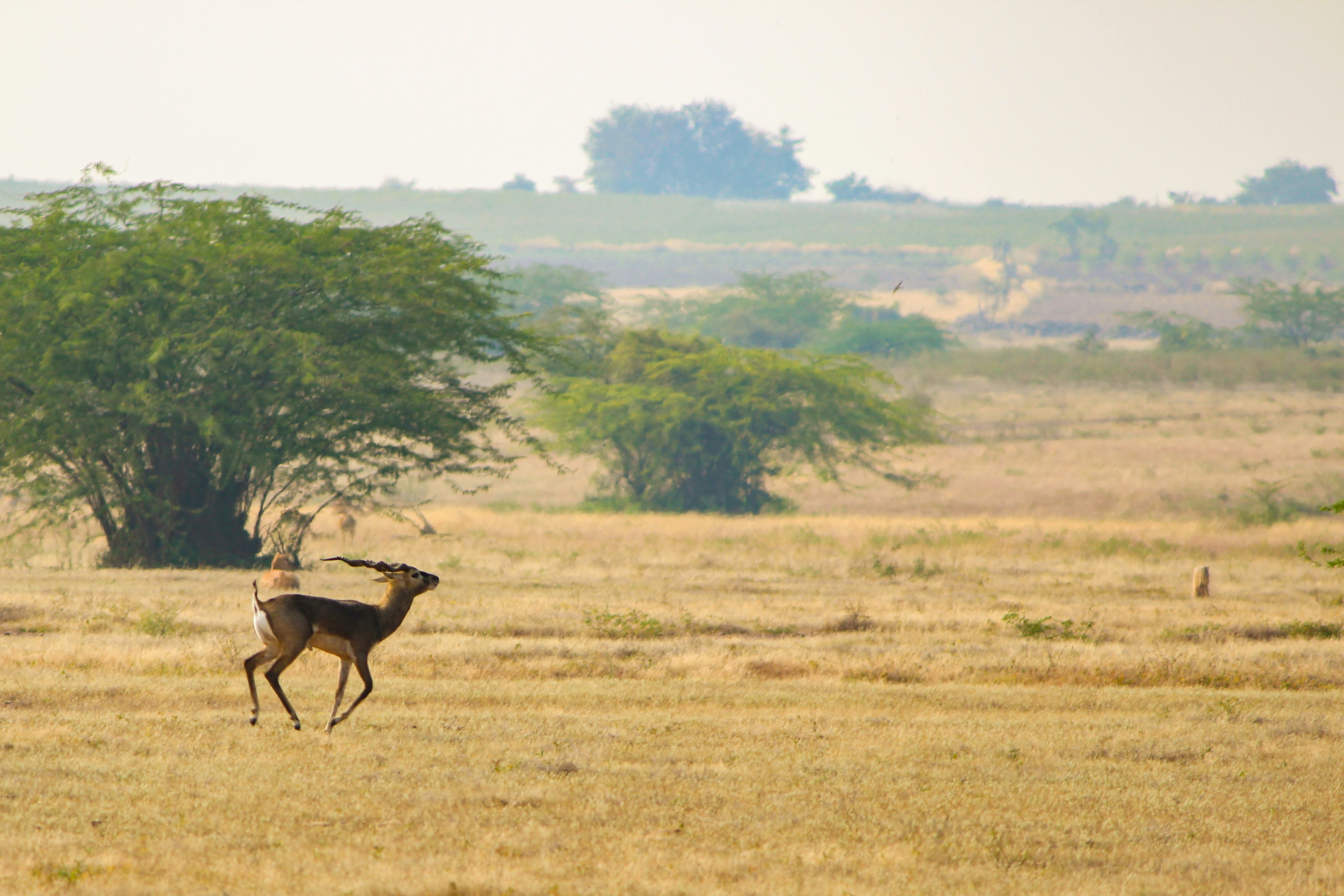 Wildlife Sanctuary Merchandise Collection 5