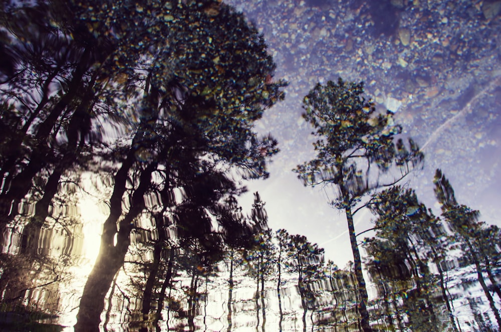 Il sole splende tra gli alberi della foresta