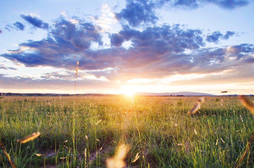 the sun is setting over a grassy field