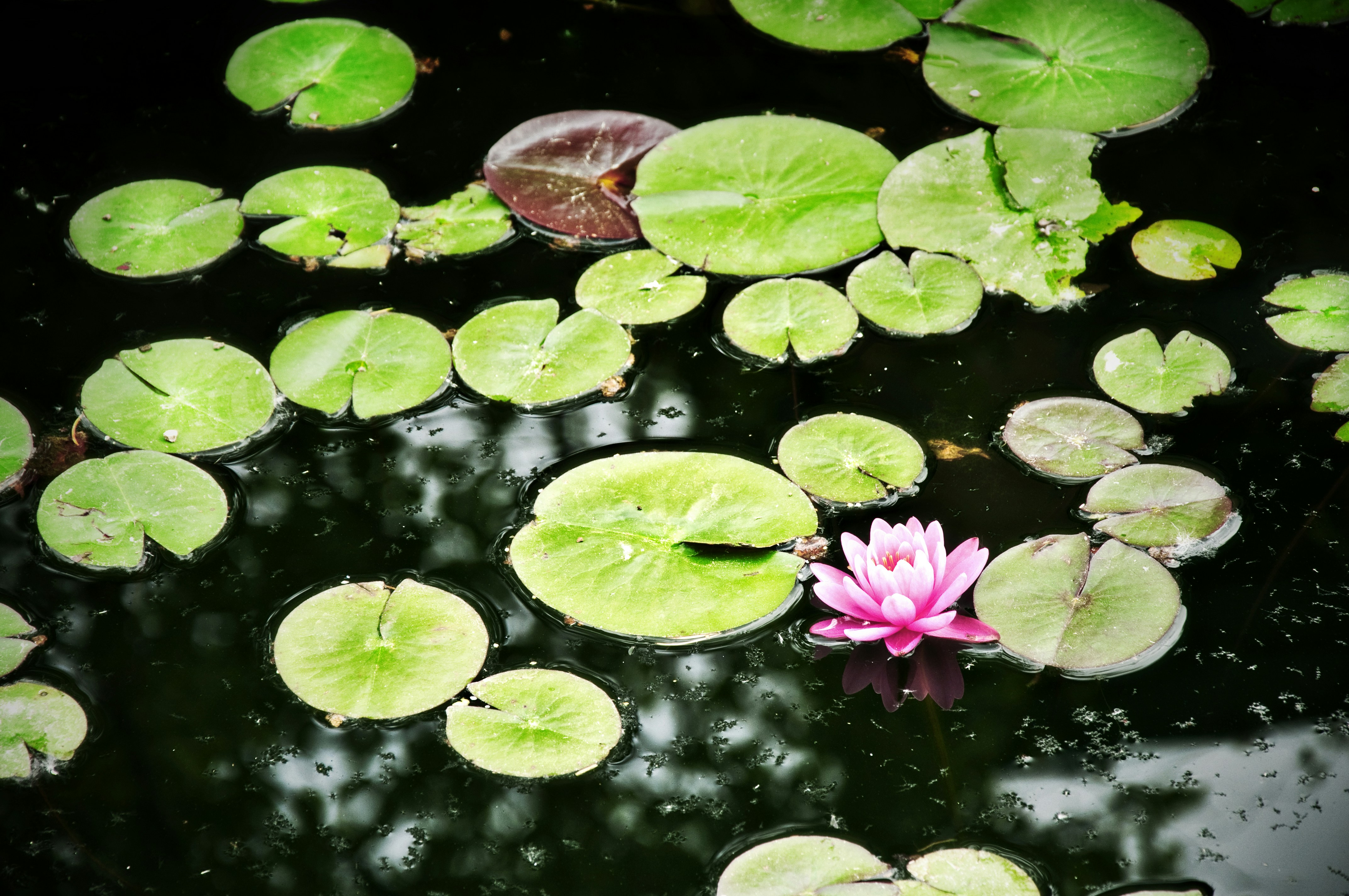 Photo by jensineodom