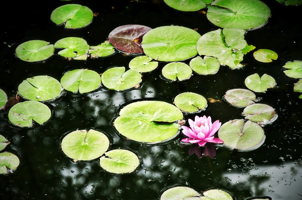 a pink water lily floating on top of a pond
