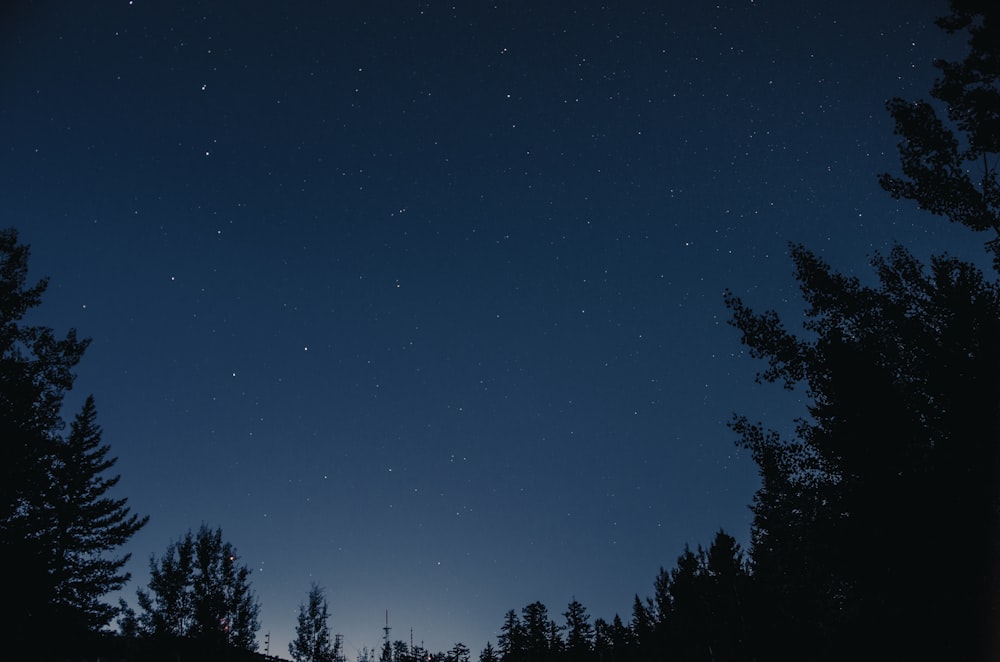 Un cielo nocturno con estrellas y árboles en primer plano