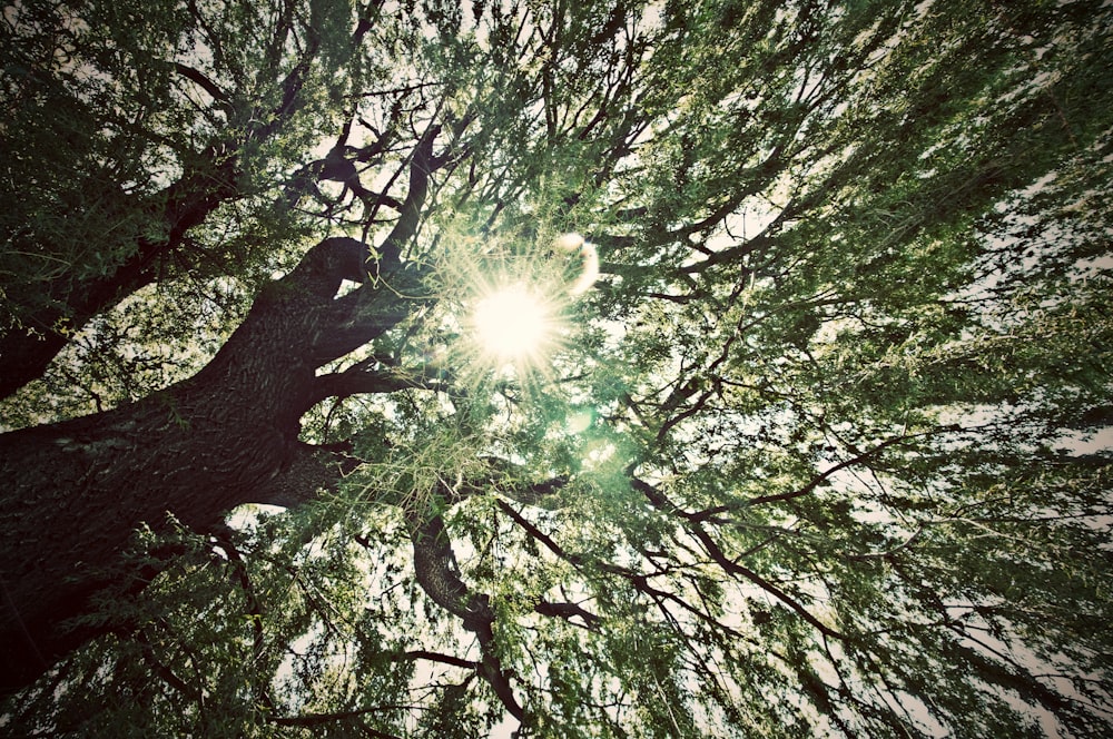 the sun shining through the branches of a tree