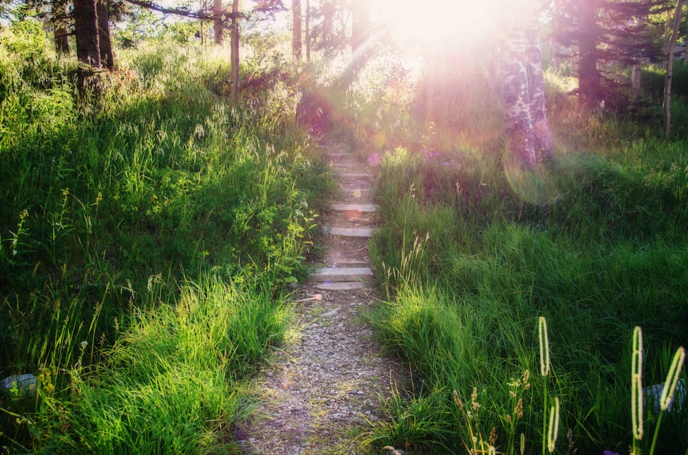 a path in the middle of a lush green forest