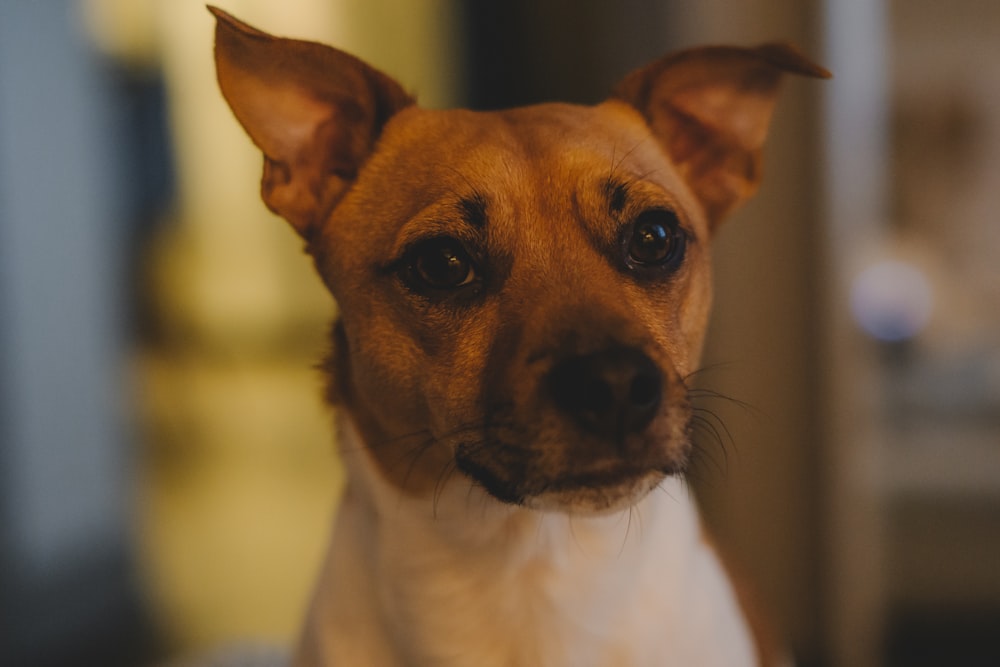 a close up of a small dog looking at the camera