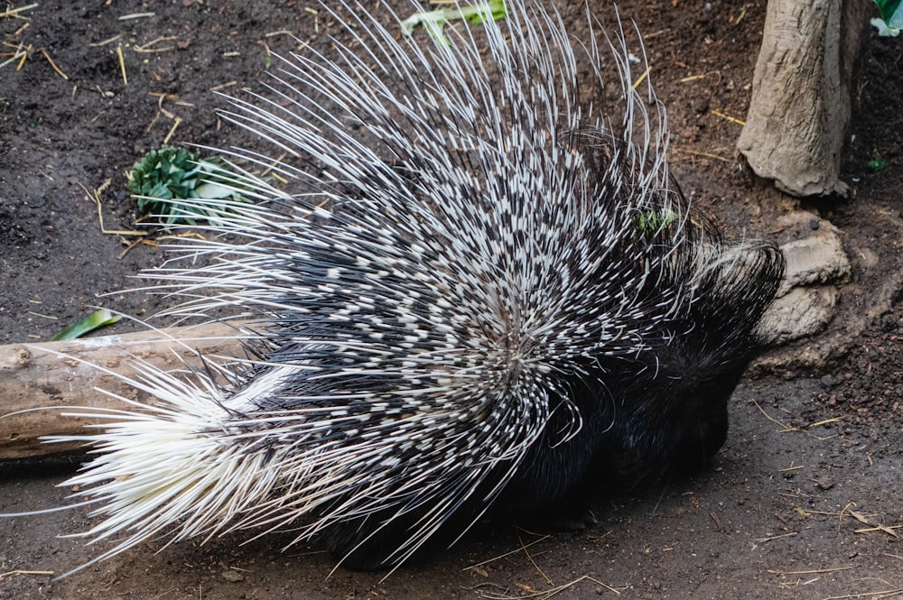 a porcupine is walking around in the dirt