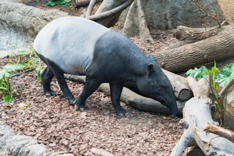 a hippopotamus walking around in a zoo exhibit