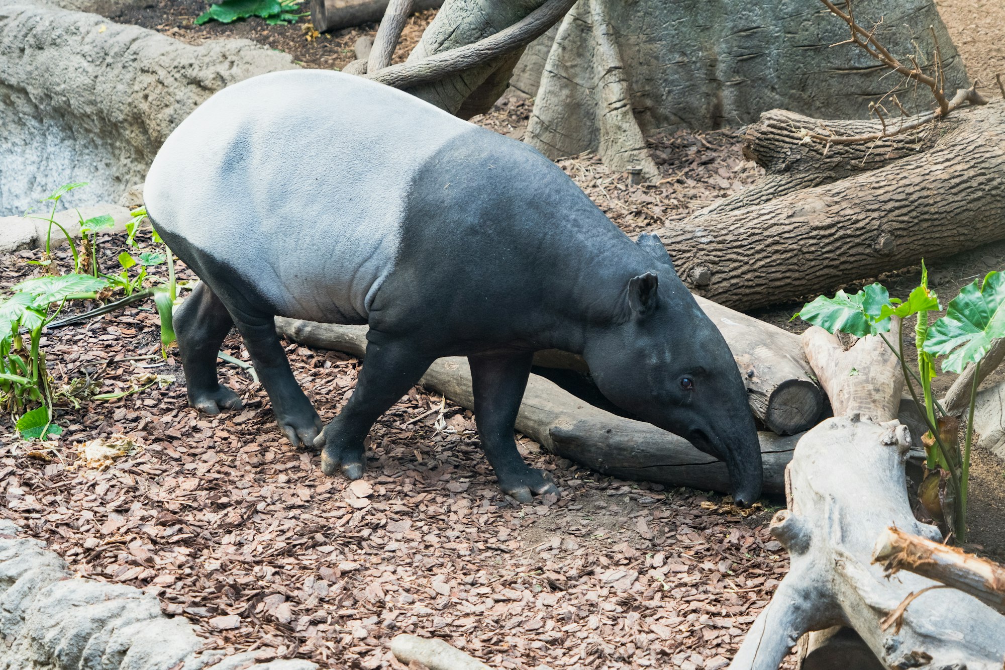 Malayan tapir