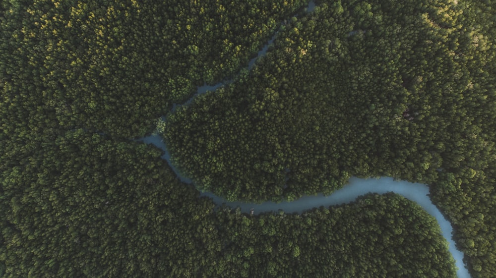 a river running through a lush green forest