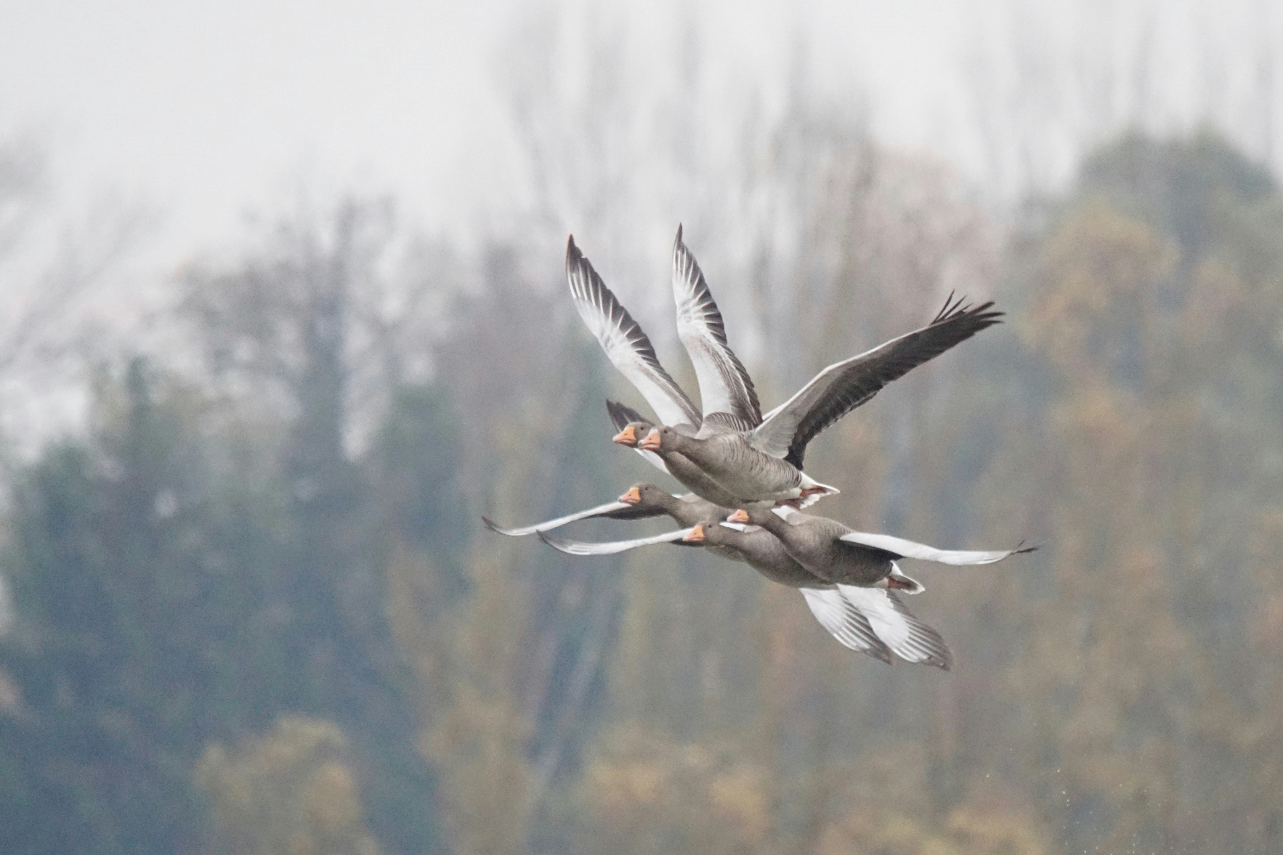 Graugaense nach dem Start. greylag goose Graugans oie cendrée Herbst