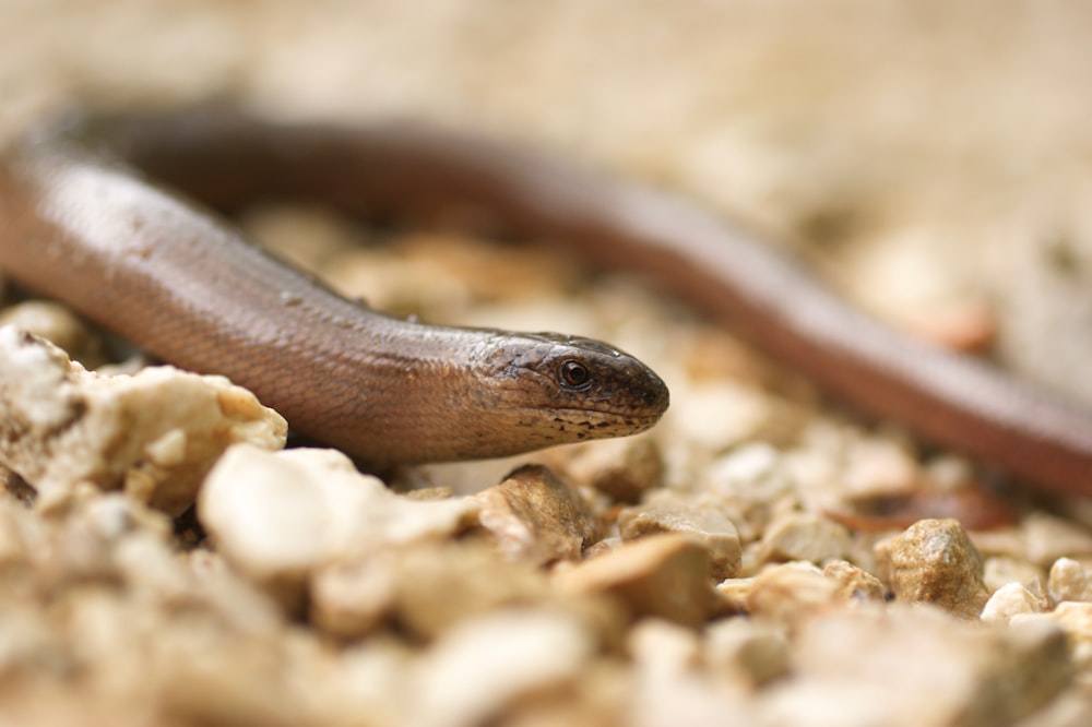 a close up of a brown and black snake on the ground