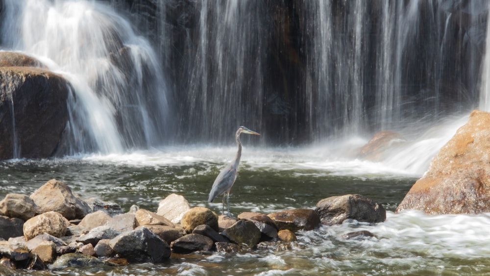 a bird standing on rocks in front of a waterfall