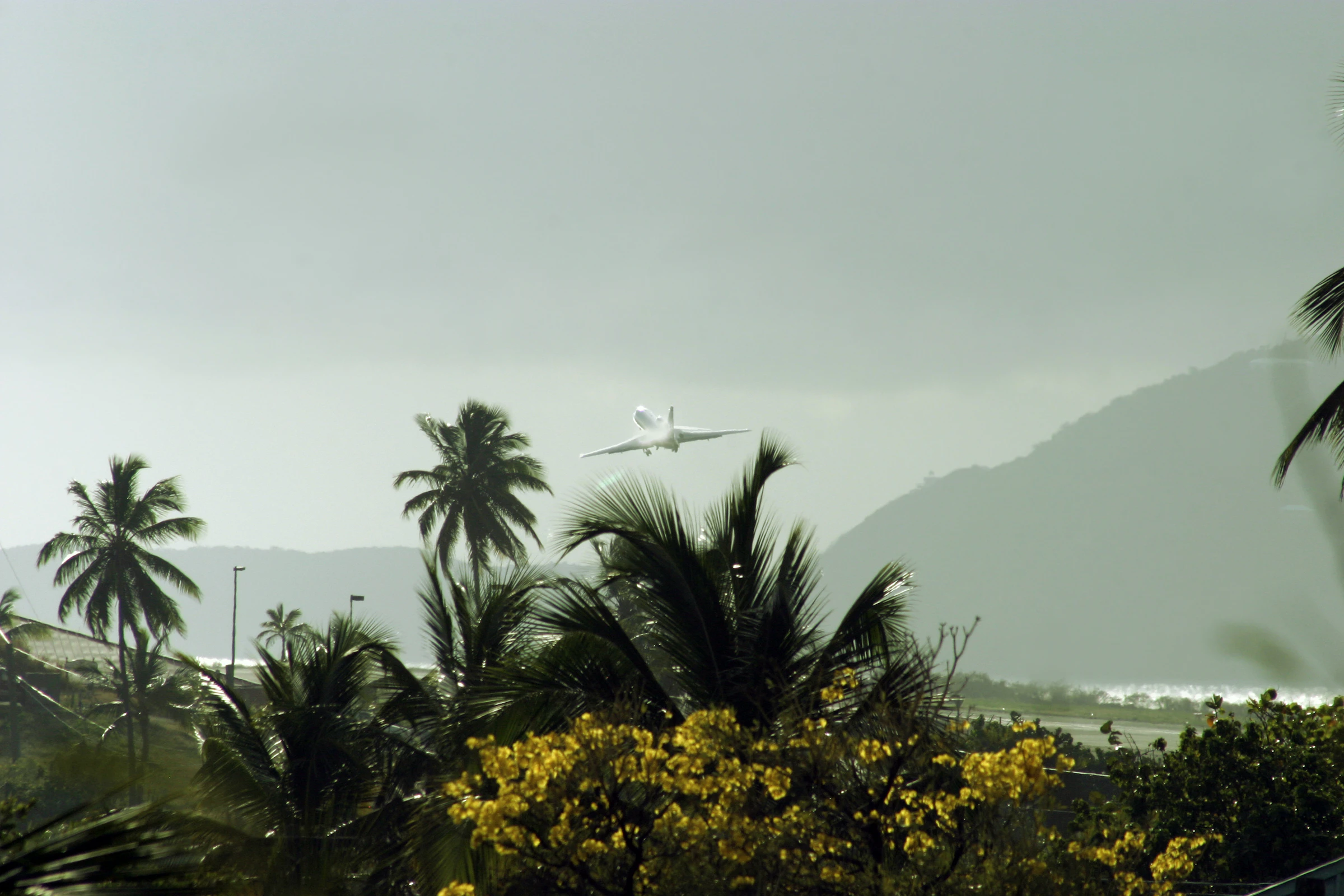 Plane taking off over palm trees at a tropical airport