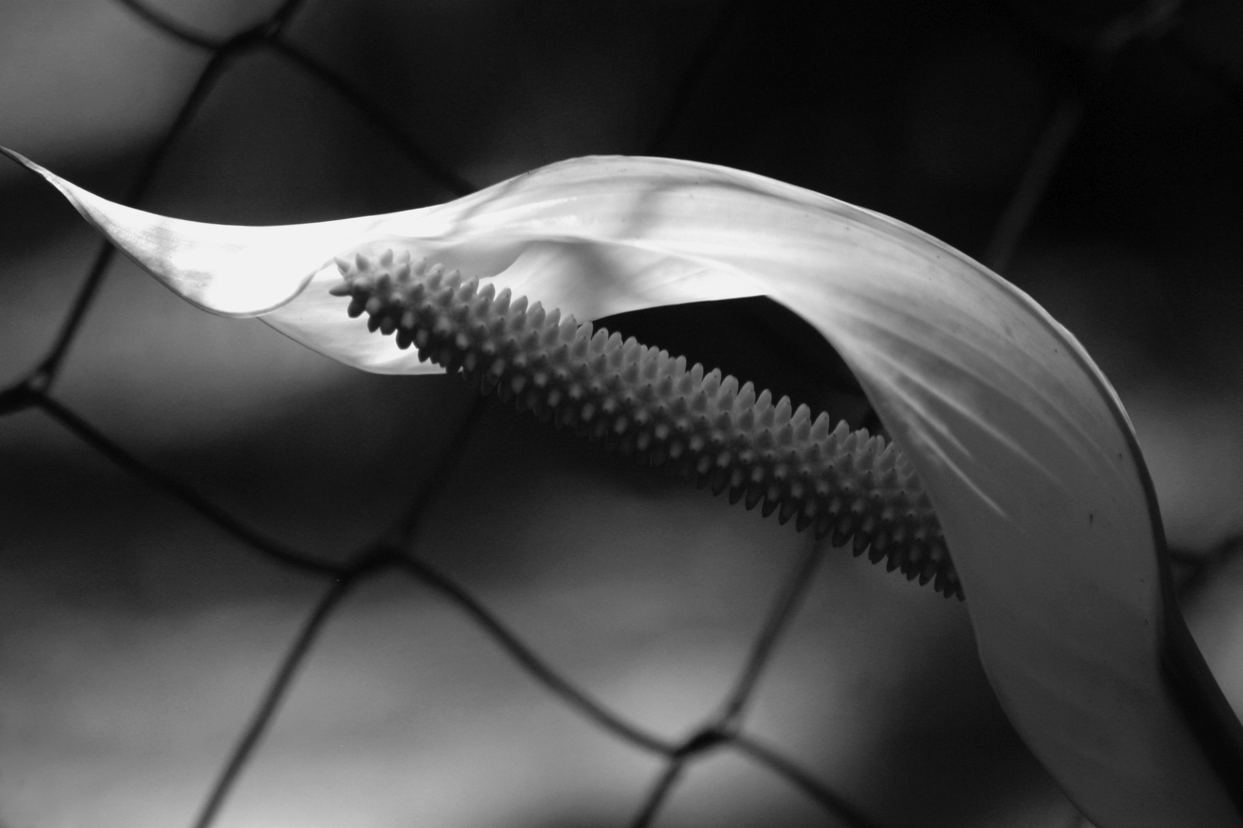 a close up of a flower on a fence