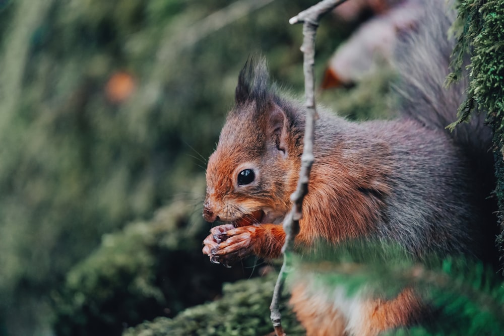 Ein Eichhörnchen frisst eine Nuss in einem Baum