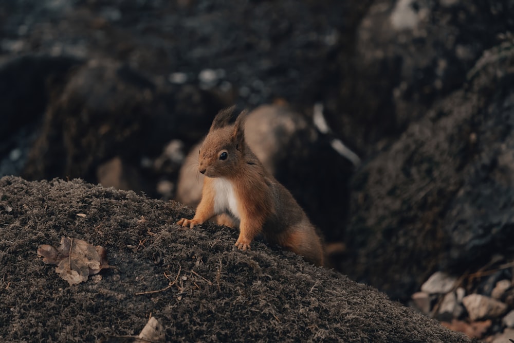 a squirrel sitting on top of a pile of dirt