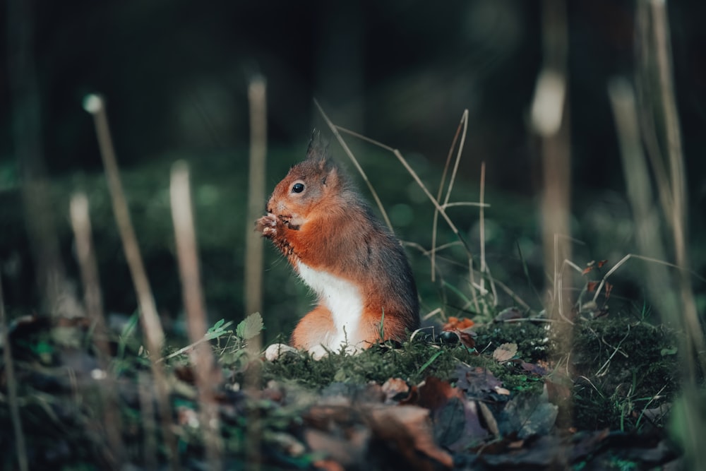 a red squirrel sitting on top of a lush green field