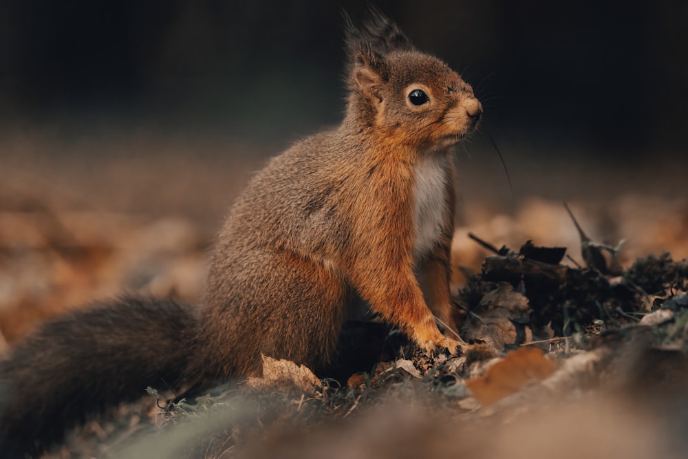 a squirrel sitting on top of a pile of leaves