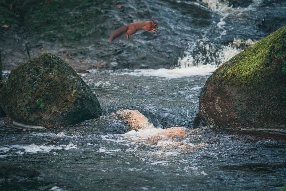 Ein Mann, der von einem Felsen in einen Fluss springt