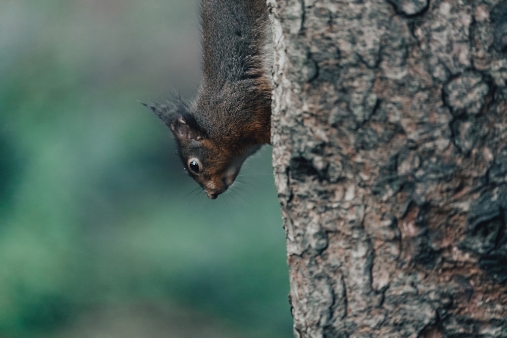 a squirrel climbing up the side of a tree