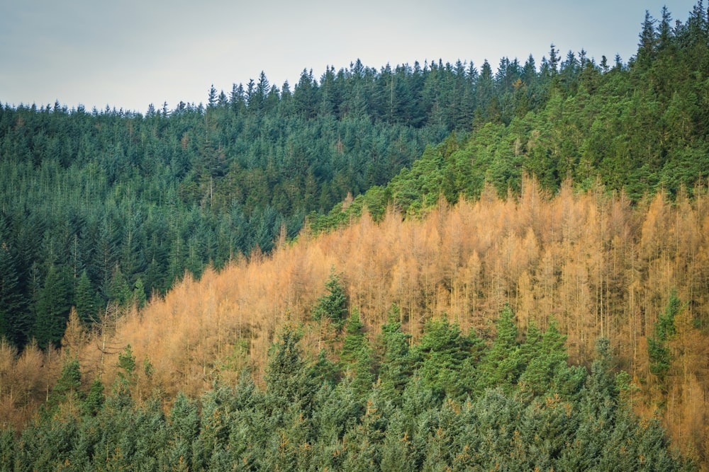 a forested area with lots of trees on the side of a hill