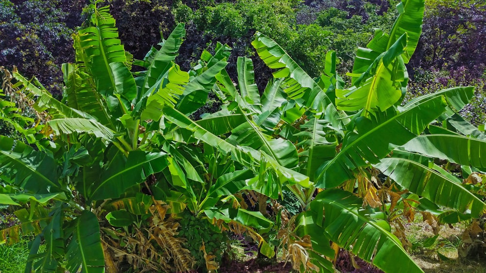 a banana tree in the middle of a field