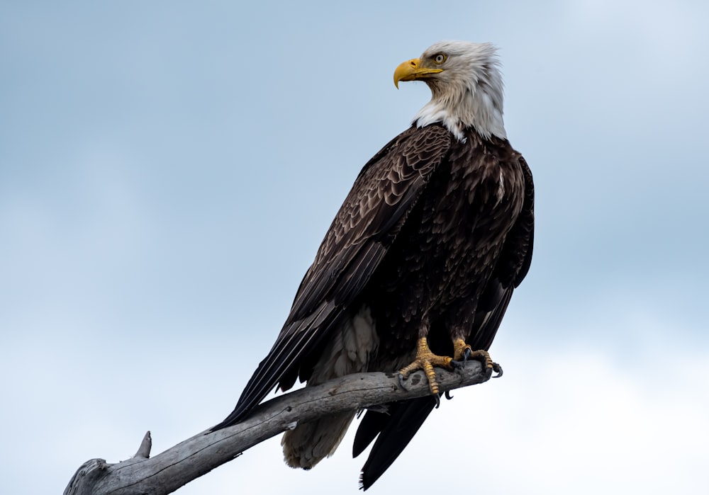 a bald eagle sitting on top of a tree branch