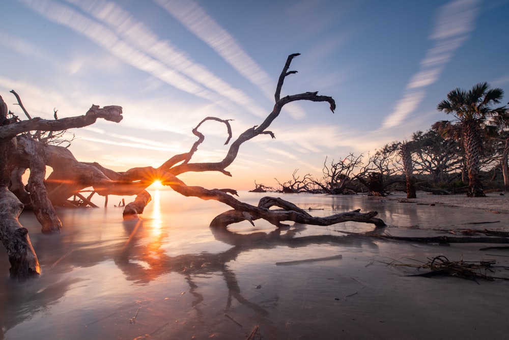 the sun is setting behind a tree on the beach