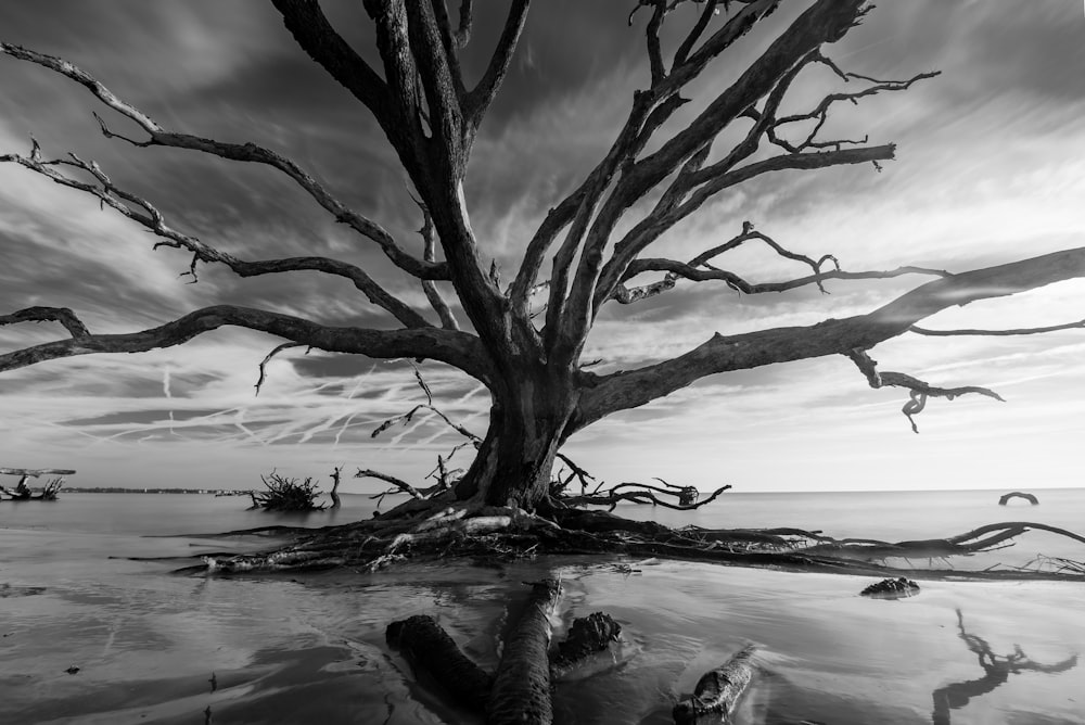 Una foto en blanco y negro de un árbol en el agua