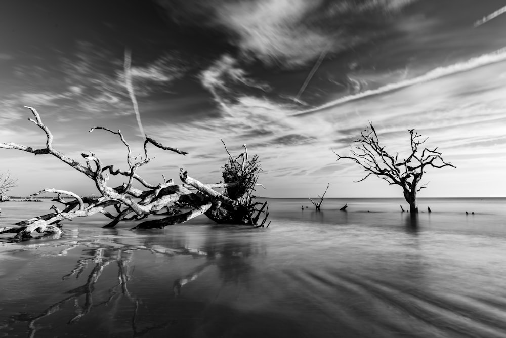 물 속의 나무의 흑백 사진