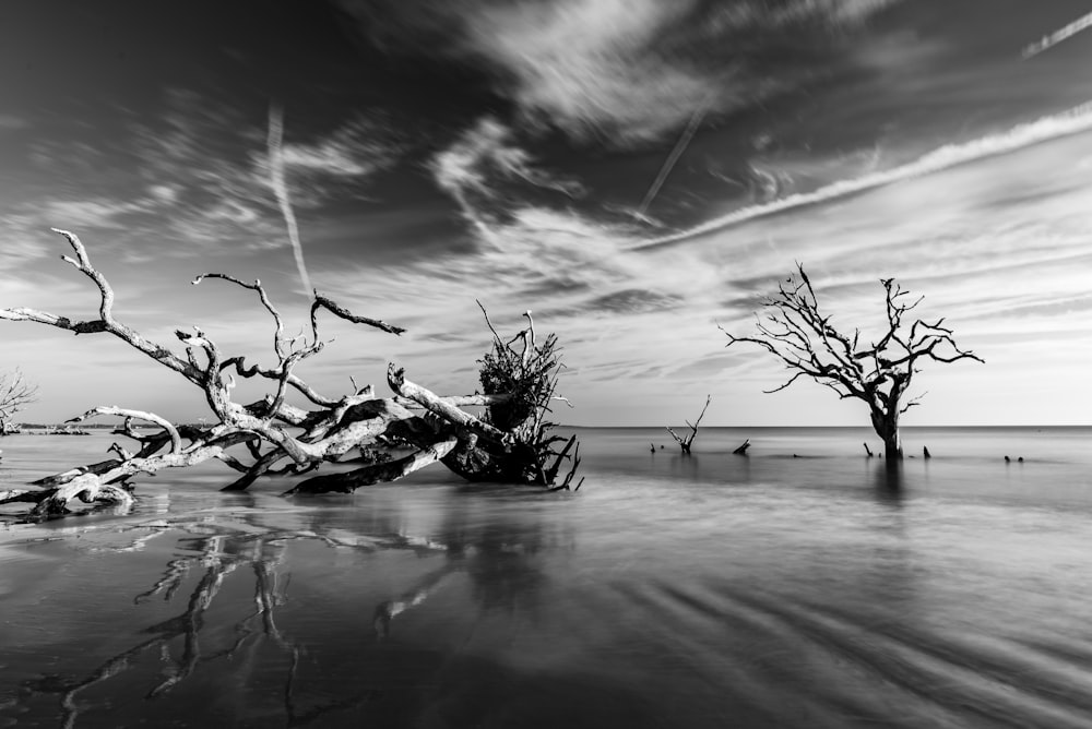 a black and white photo of a tree in the water