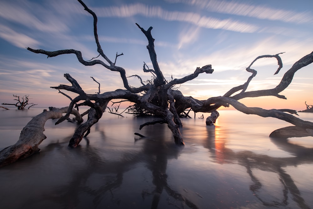 a tree that is sitting in the sand