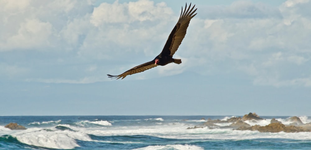 a large bird flying over a body of water