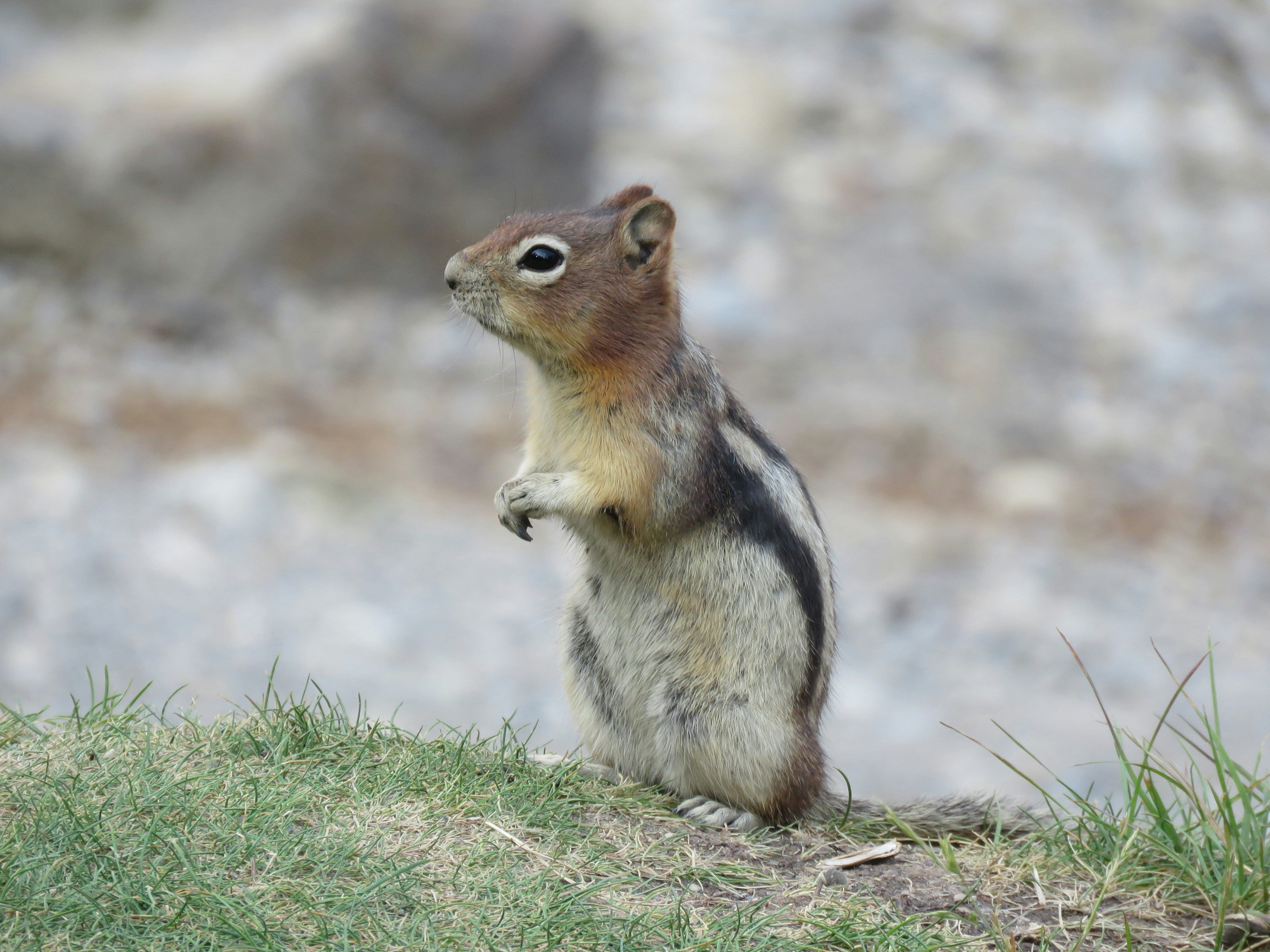 a small squirrel standing on its hind legs