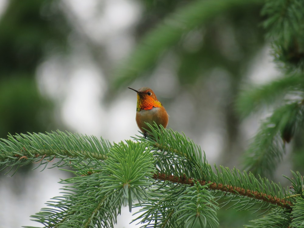 a small bird perched on top of a pine tree