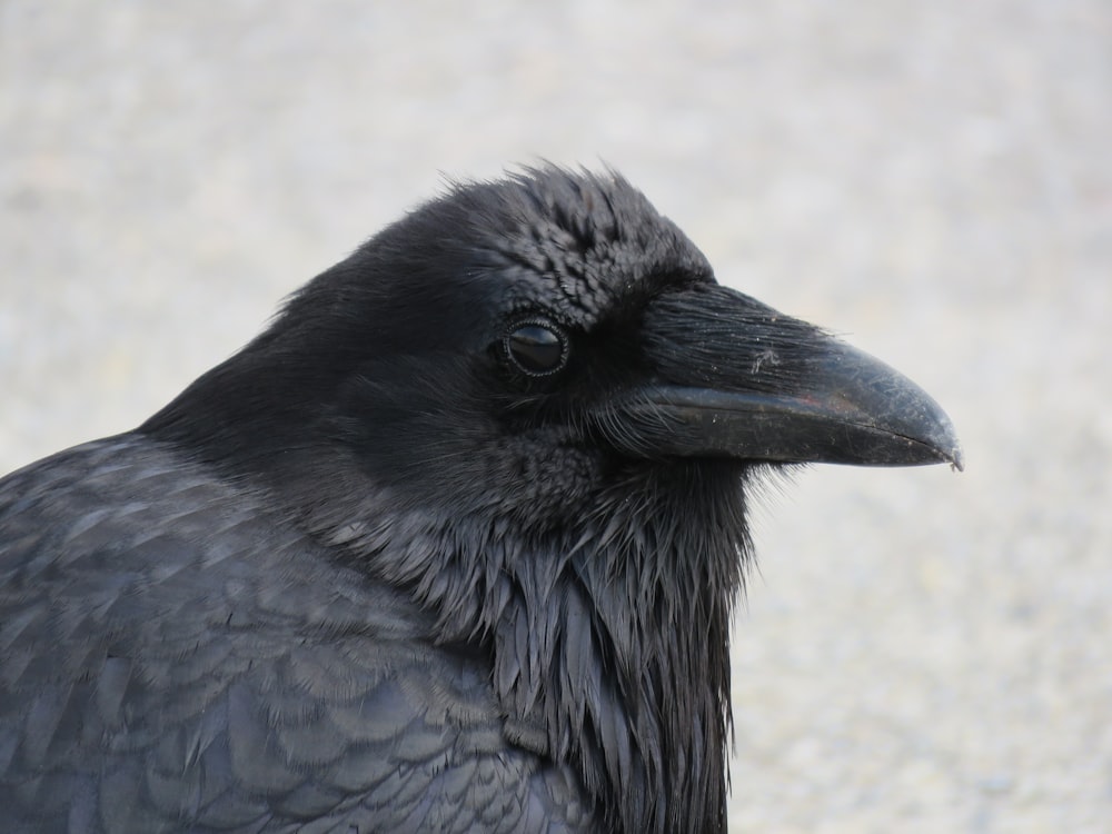 a close up of a black bird on the ground