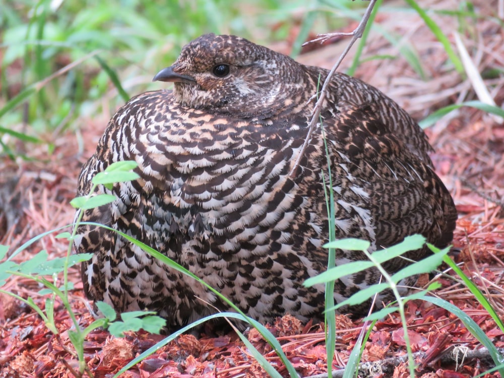 a brown and black bird sitting on the ground