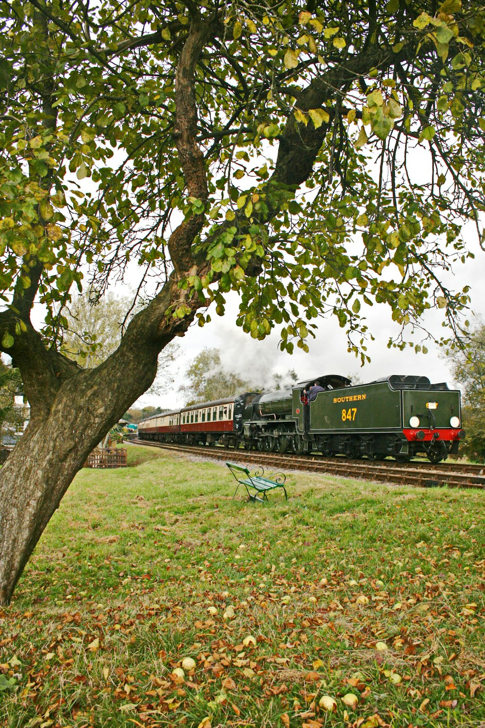 Ein Zug, der neben einem Baum die Bahngleise hinunterfährt