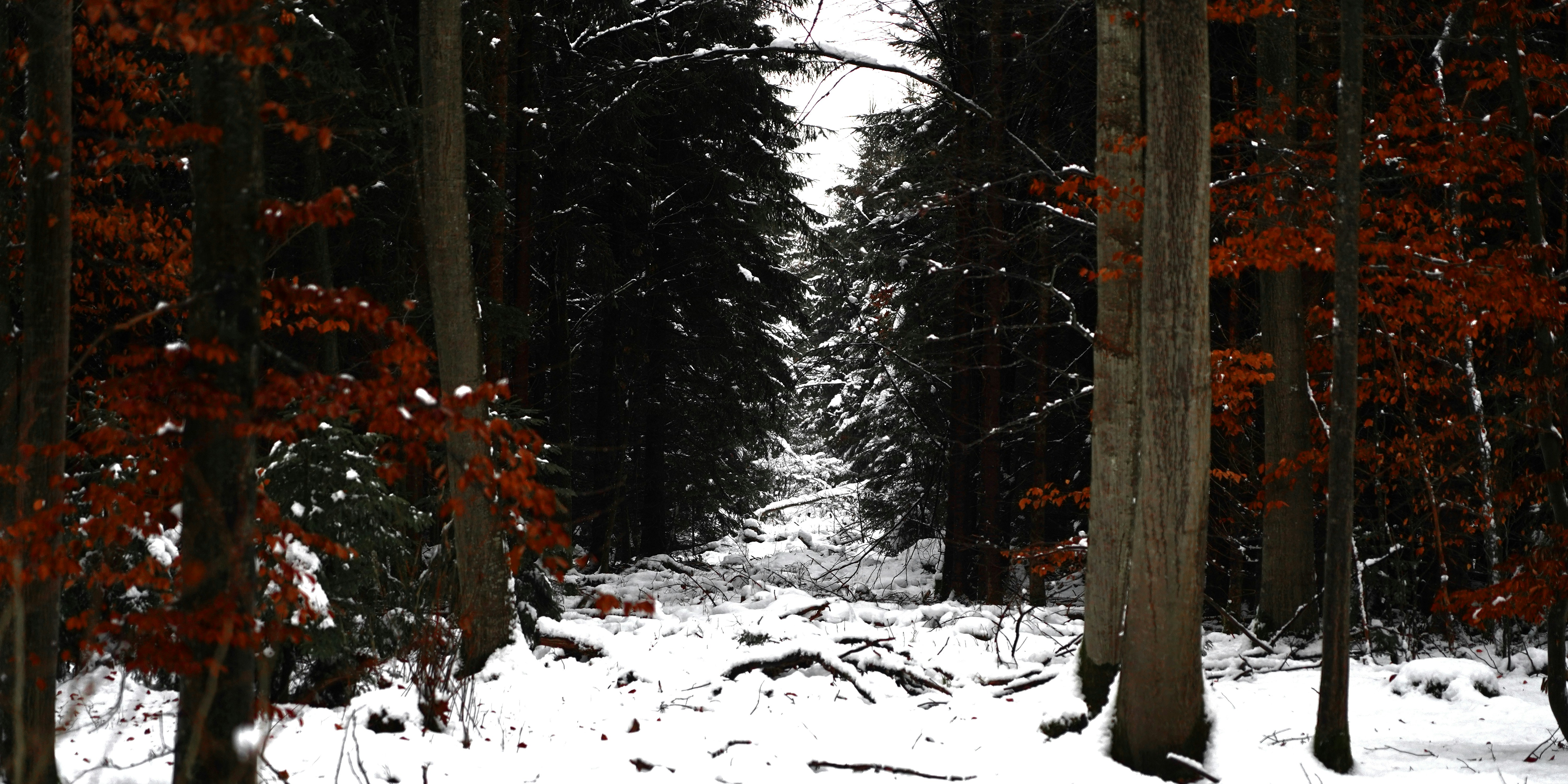 A snow covered path through a forest filled with trees photo – Free ...