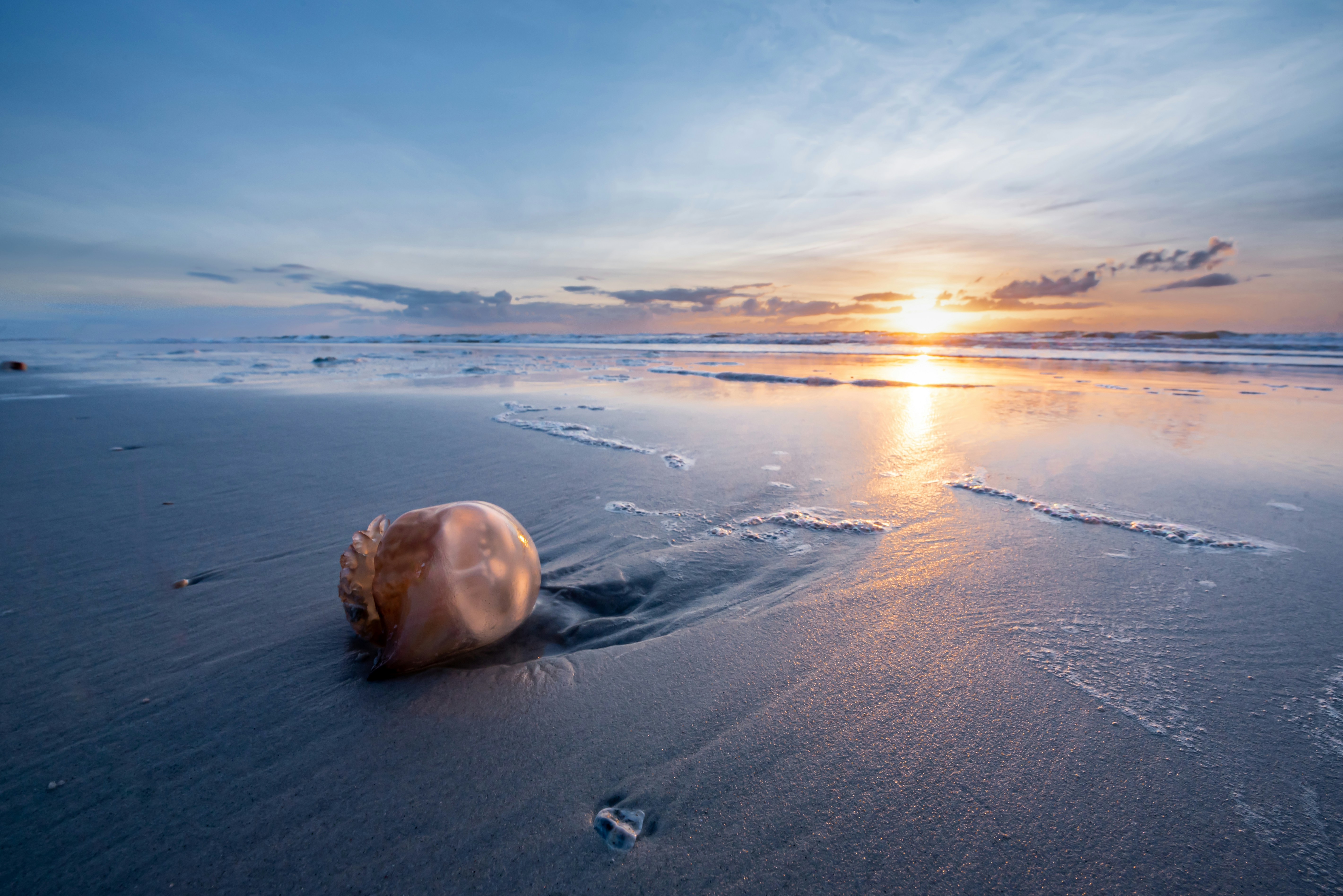 a shell on a beach with the sun setting in the background
