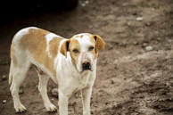 a brown and white dog standing on top of a dirt field