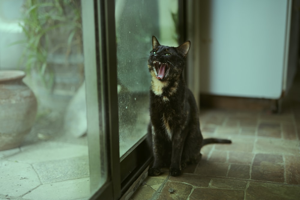 a black cat with its mouth open sitting in front of a glass door