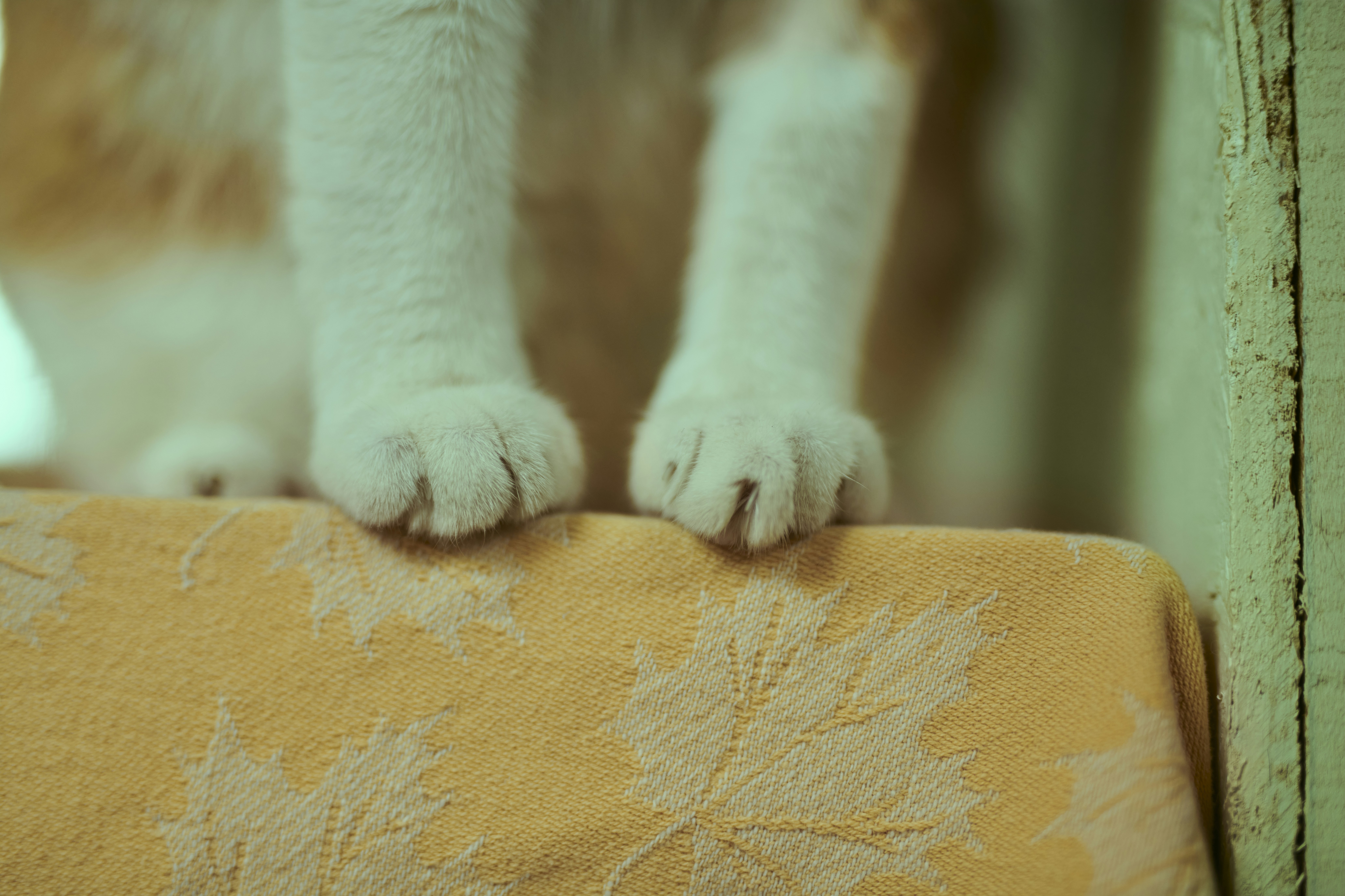 Hip Dysplasia in Cats: Causes and Treatment