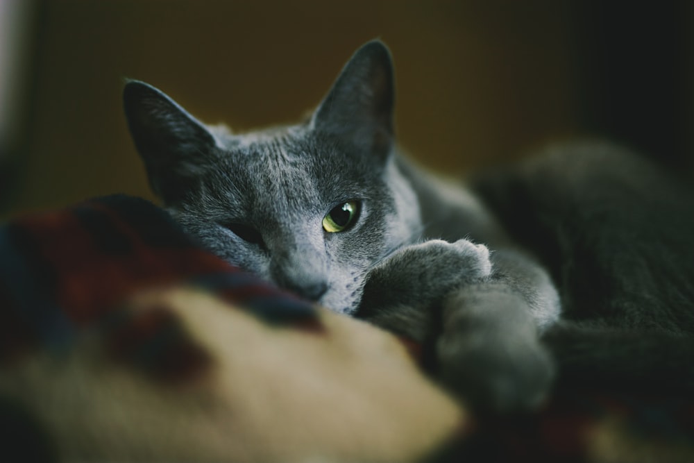 Foto Un gato gris acostado encima de una manta – Imagen Chile gratis en  Unsplash