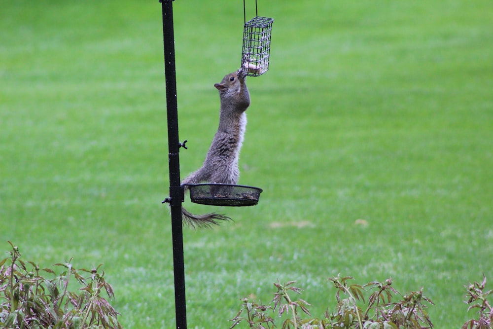a squirrel hanging from a bird feeder on a pole