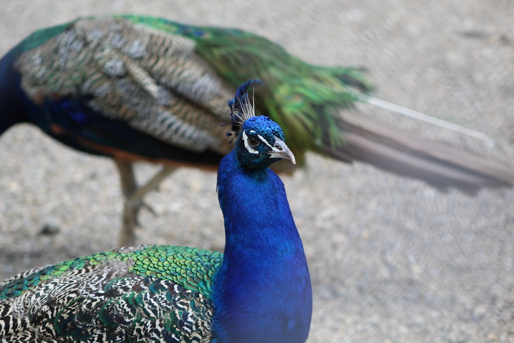 a couple of peacocks standing next to each other