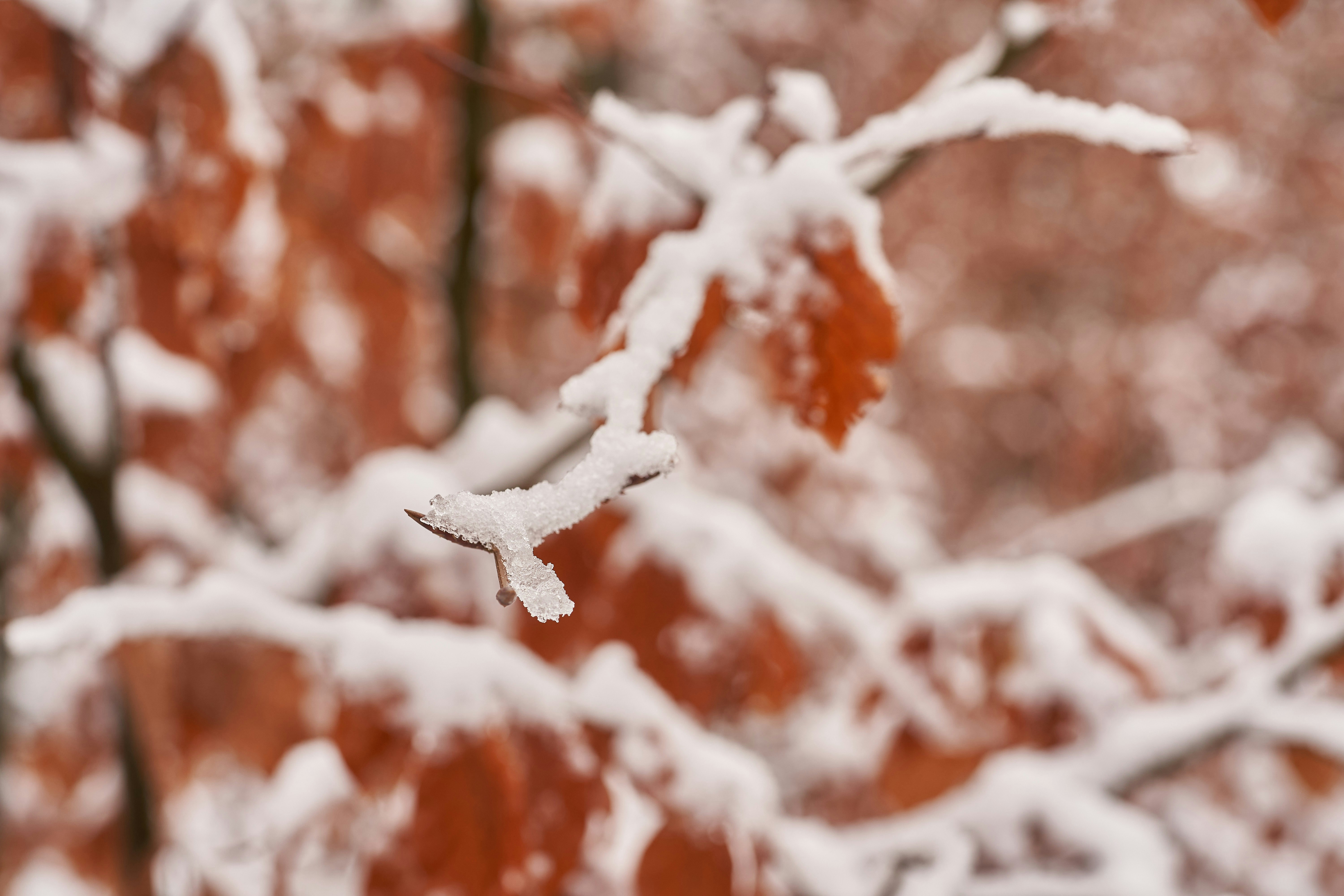 Photo by wolfgang_hasselmann