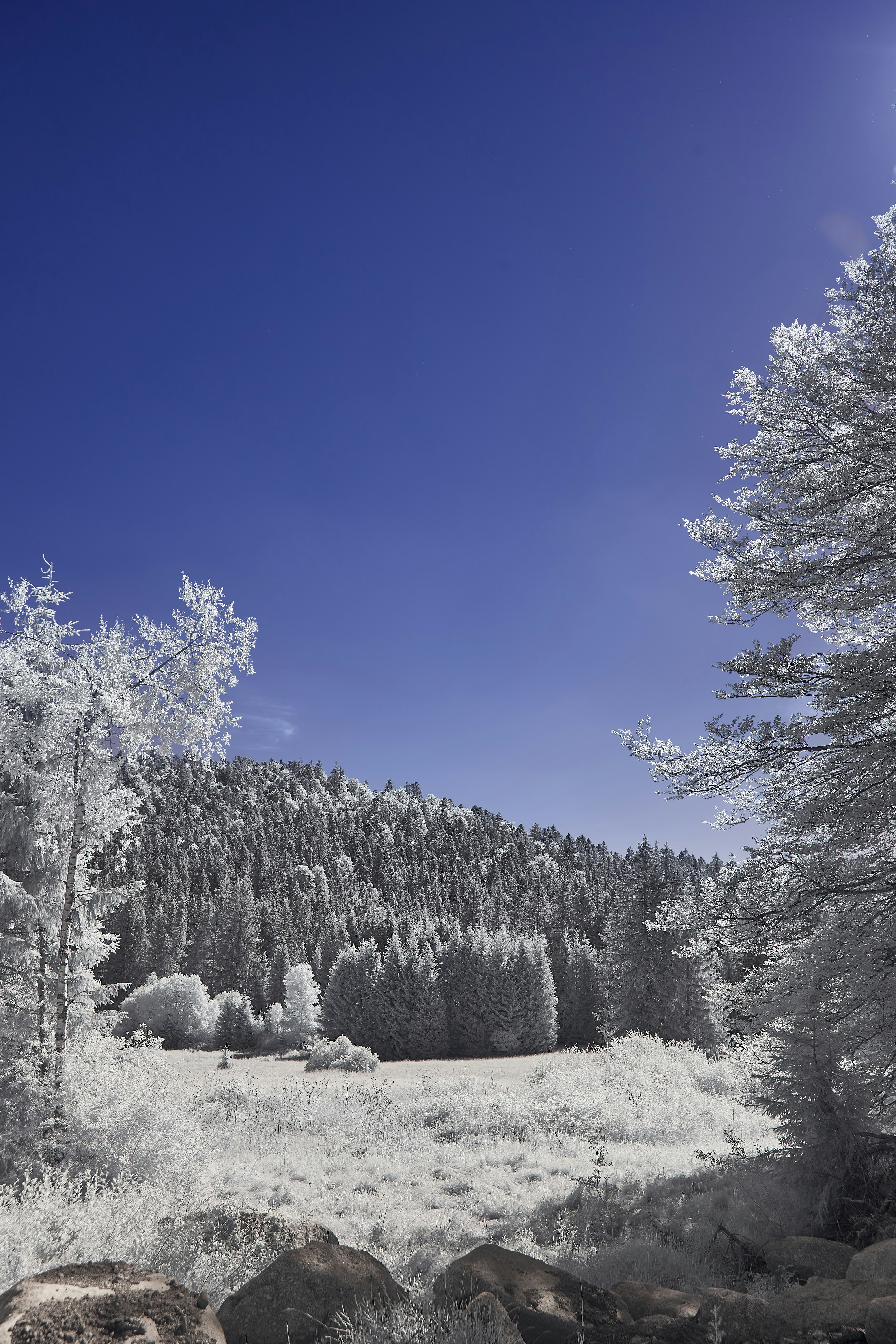 Photo by wolfgang_hasselmann