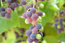 a bunch of grapes hanging from a vine