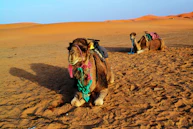 a couple of camels sitting in the middle of a desert
